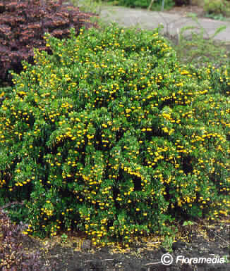 Berberis buxifolia 'Nana'
